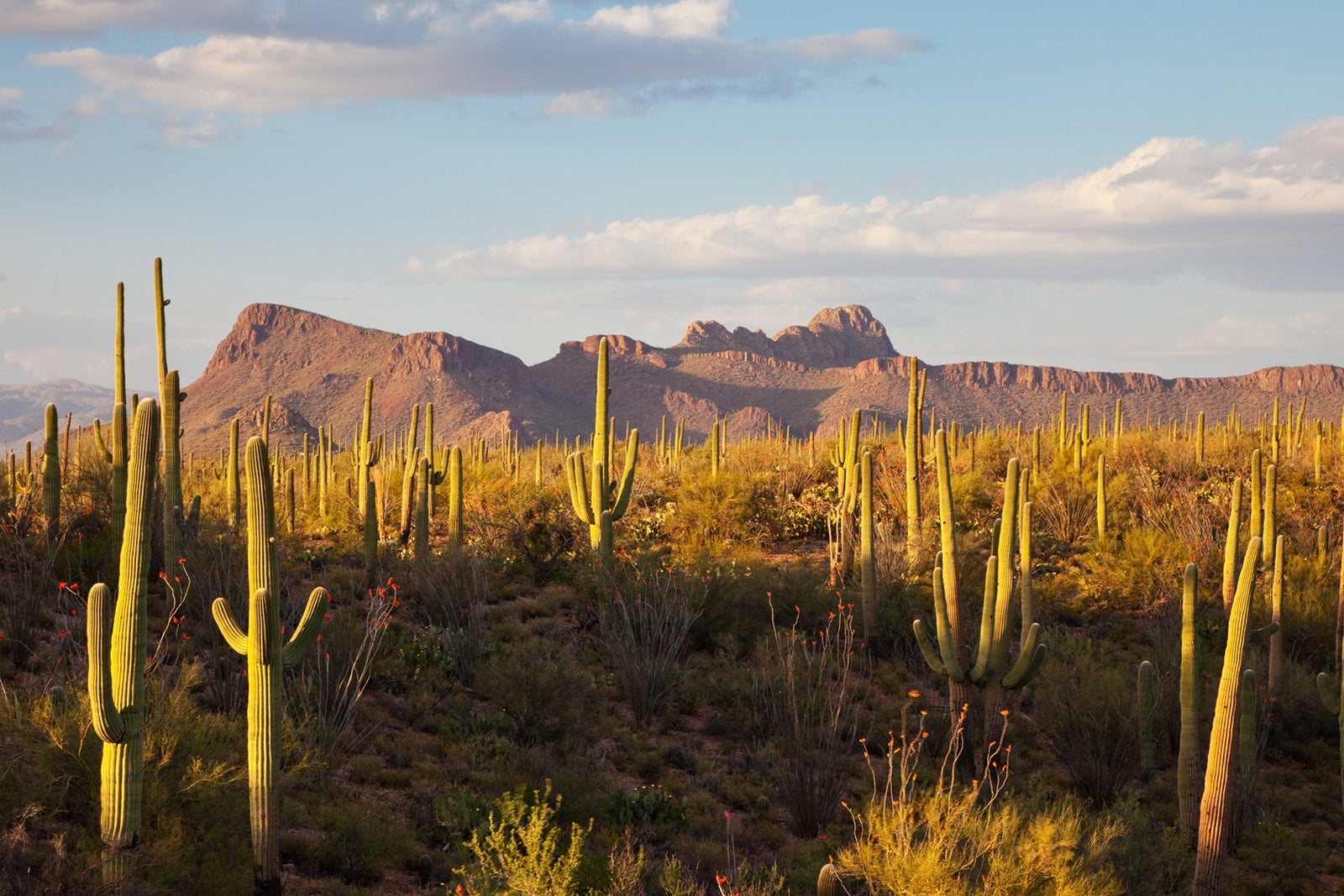 Saguaro Cacti and Desert Mountains