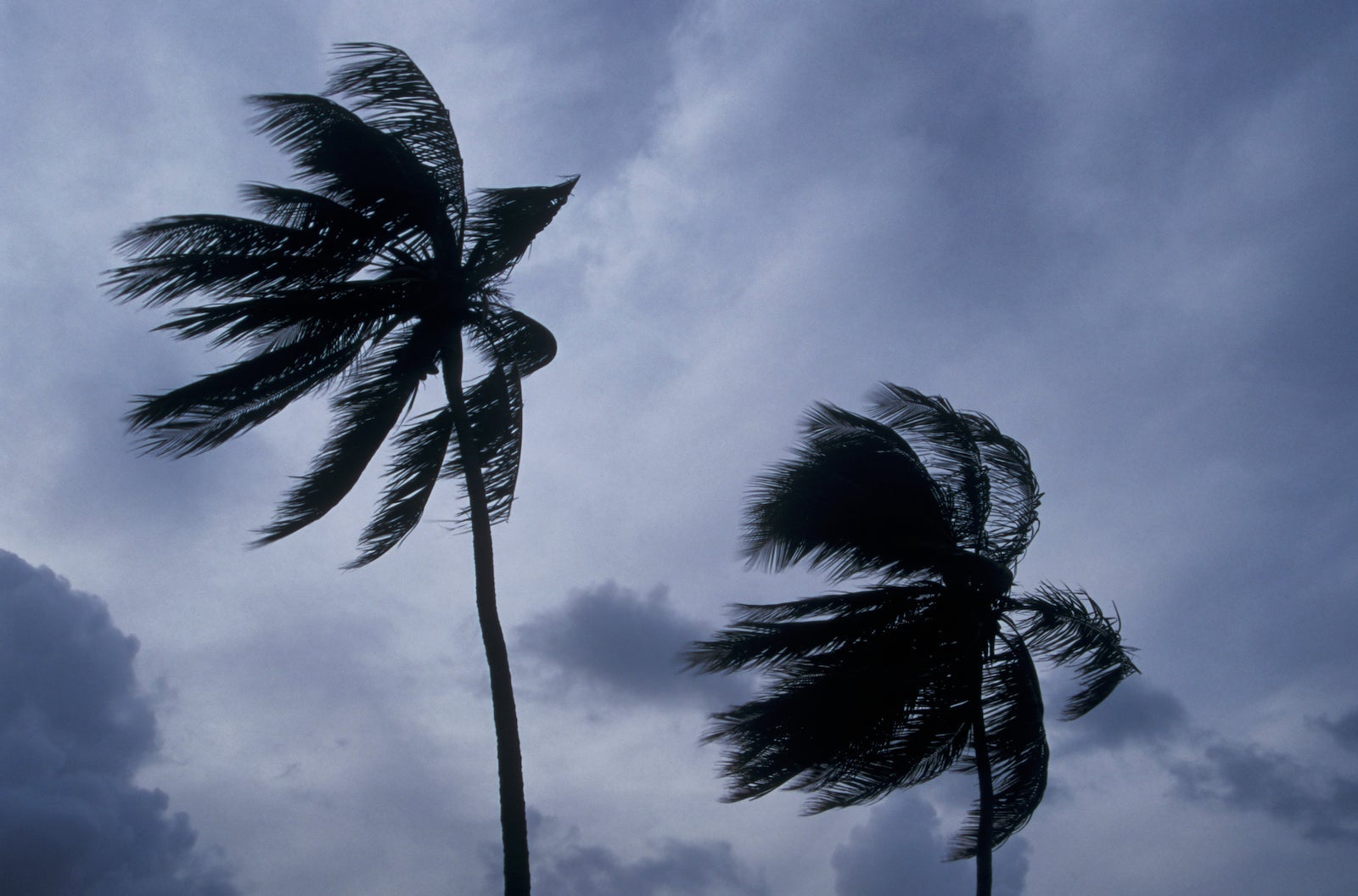 Palm trees in hurricane winds