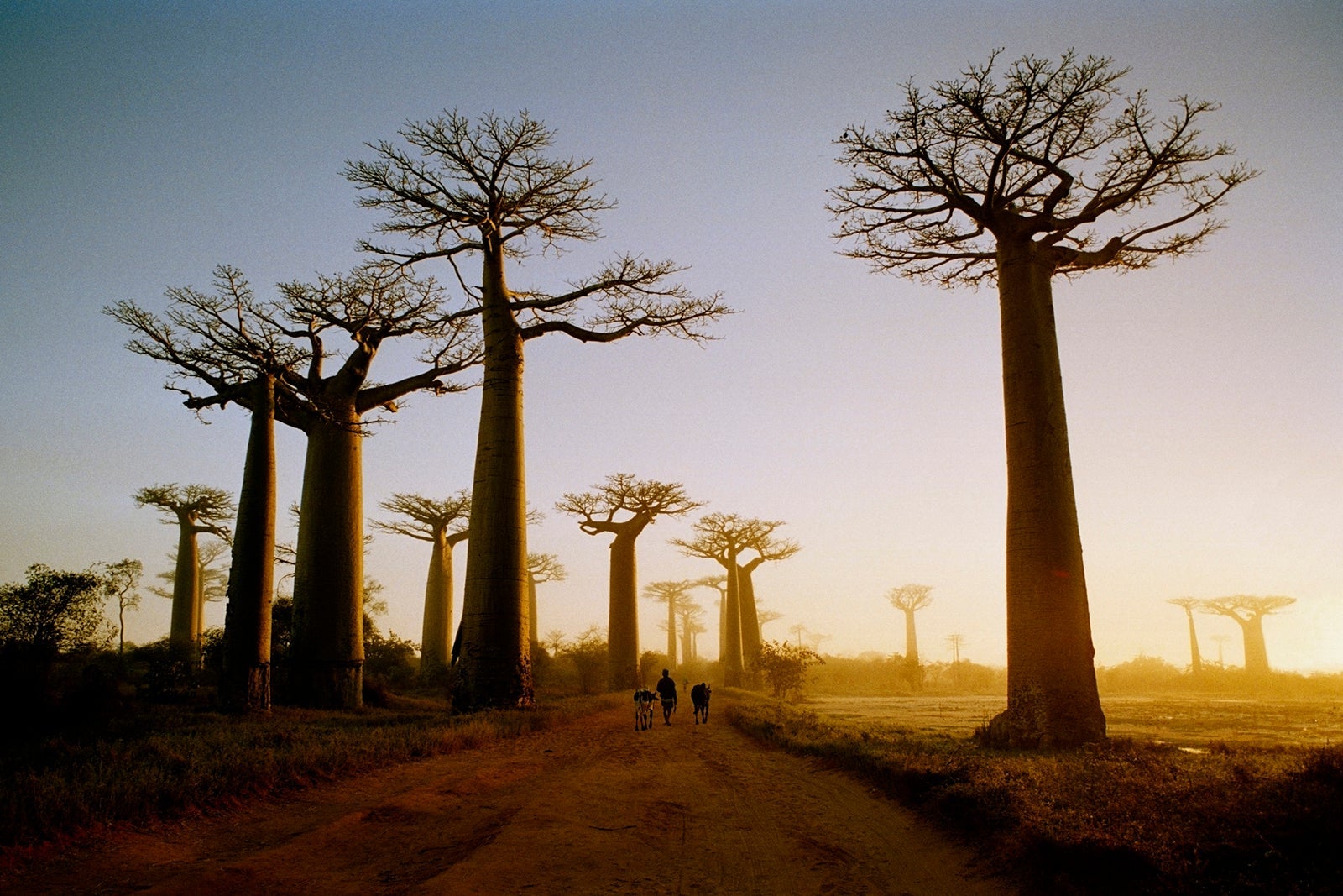 Madagascar, Morondava, road through Boab Trees, sunrise