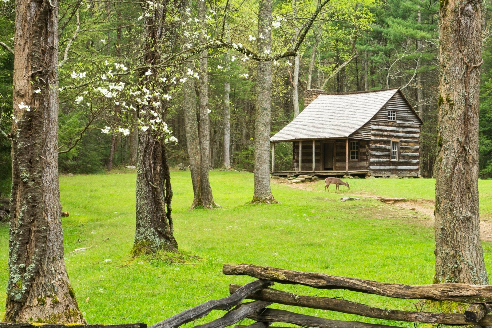 Settlers Cabin with Deer and Dogwood